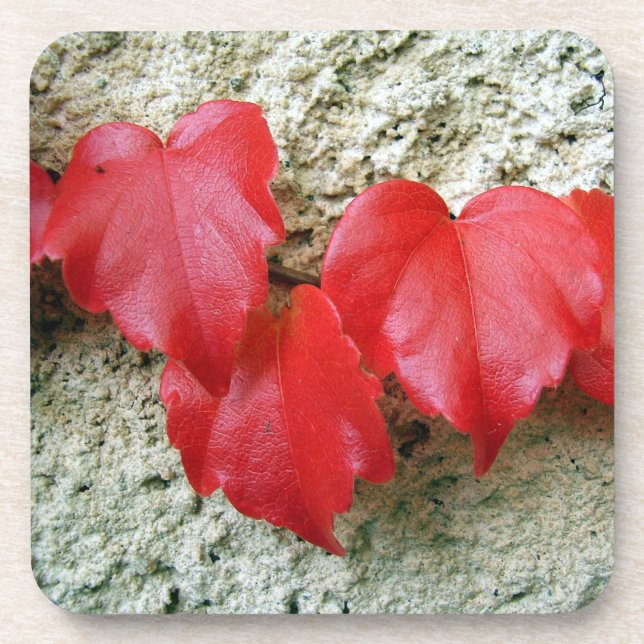 Virginia Creeper Leaves Hard Plastic Coasters (Front)