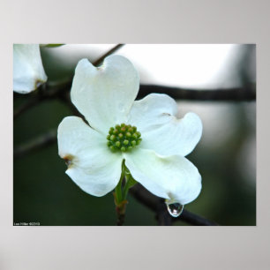 Virginia Dogwood Blossom Tear Drop Poster