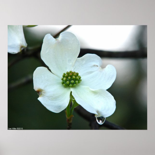 Virginia Dogwood Blossom Tear Drop Poster (Front)