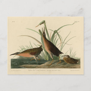 Virginia Rail from Audubon's Birds of America Postcard