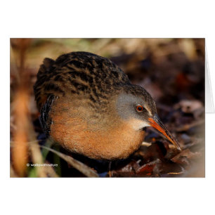 Virginia Rail in the Underbrush