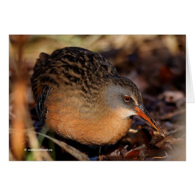 Virginia Rail in the Underbrush (Front Horizontal)
