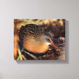 Virginia Rail in the Underbrush Canvas Print