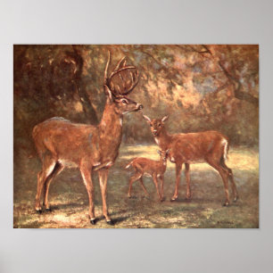Virginian Deer, aka White Tailed Deer by CE Swan Poster
