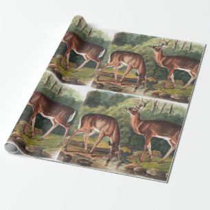 Virginian Deer (Cervus Virginianus) Illustration Wrapping Paper