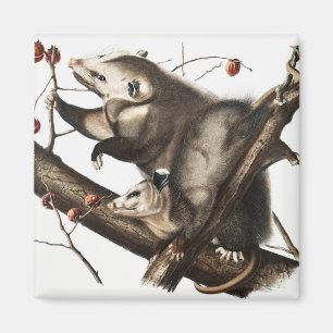 Virginian Opossum Didelphis Virginia Illustration Magnet
