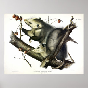 Virginian Opossum (Didelphis Virginiana)by Audubon Poster