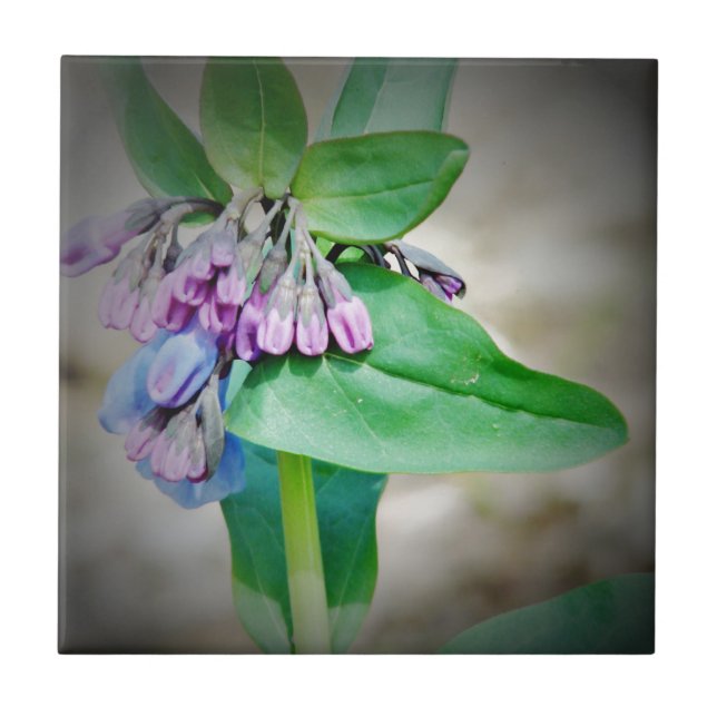 Virginina Bluebells Ceramic Tile (Front)