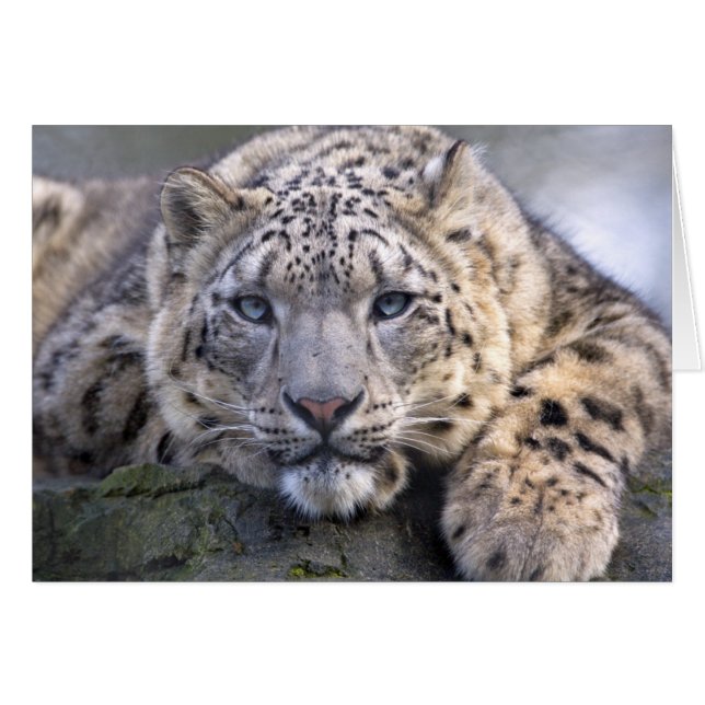 Vishnu Snow Leopard Card (Front Horizontal)