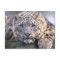 Vishnu Snow Leopard Postcard