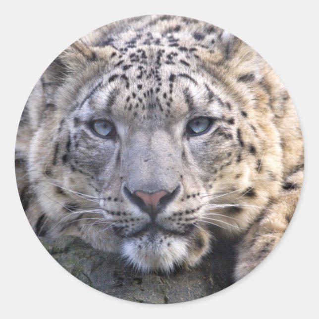 Vishnu Snow Leopard Sticker (Front)