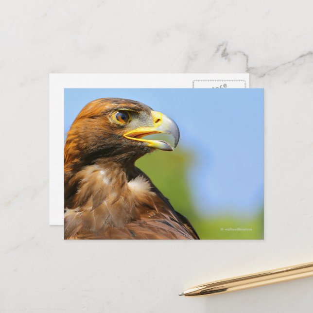 Vision of a Beautiful Young Golden Eagle Postcard (Front/Back In Situ)