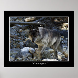 "Vision Quest" Grey Wolf Wildlife Photo Poster