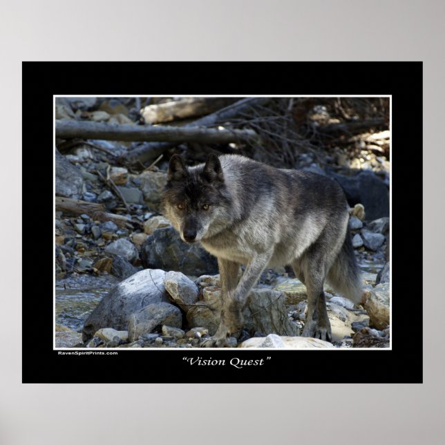 "Vision Quest" Grey Wolf Wildlife Photo Poster (Front)
