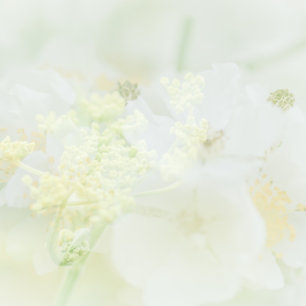 Visitekaartje met macro bloeme design business card
