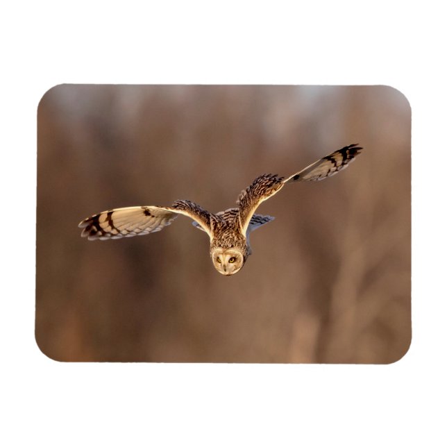 Visitors of the Grasslands: Short-Eared Owls Magnet (Horizontal)