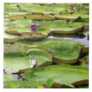 Vitoria Regis, giant water lilies in the Amazon Ceramic Tile