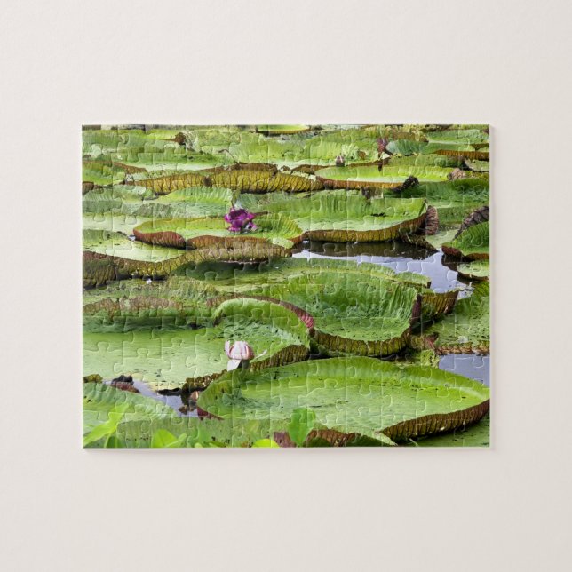 Vitoria Regis, giant water lilies in the Amazon Jigsaw Puzzle (Horizontal)