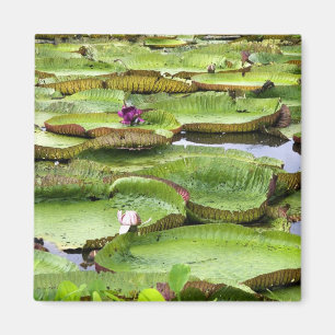 Vitoria Regis, giant water lilies in the Amazon Magnet