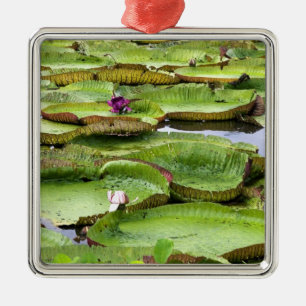 Vitoria Regis, giant water lilies in the Amazon Metal Tree Decoration