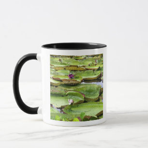 Vitoria Regis, giant water lilies in the Amazon Mug