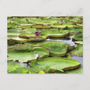 Vitoria Regis, giant water lilies in the Amazon Postcard