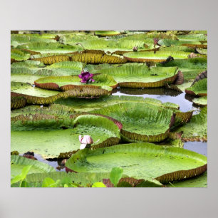 Vitoria Regis, giant water lilies in the Amazon Poster