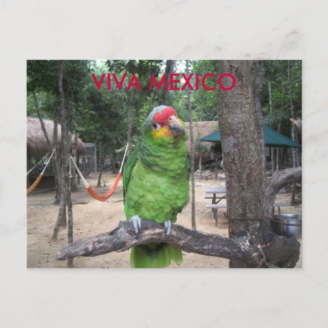 Viva Mexico Postcard (Front)