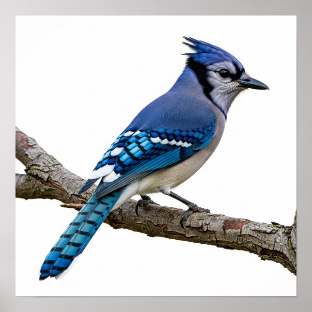 Vivid Blue Jay Poster (Front)