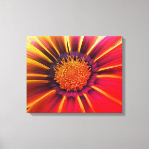 Vivid Colour Gerber Daisy Canvas Print