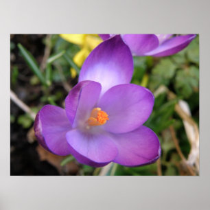 Vivid Crocus Print
