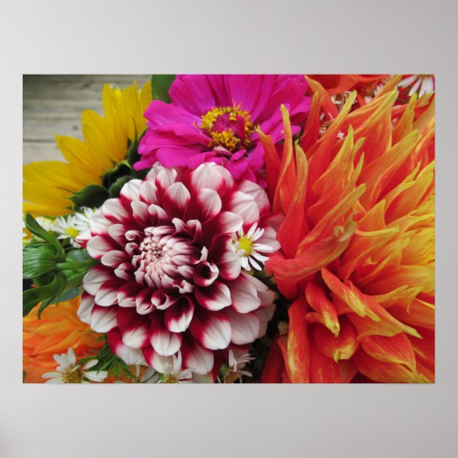 Vivid Dahlias and Zinnias Poster Art Print (Front)