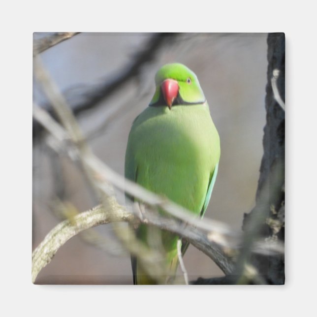 Vivid green parakeet magnet (Front)