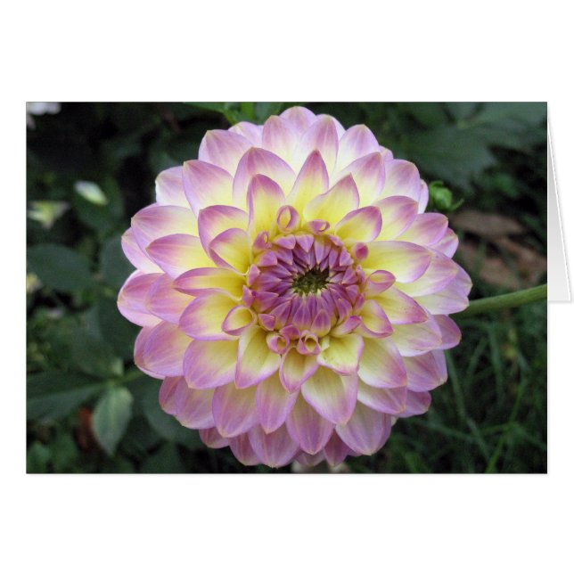 Vivid Lavender Creme Dahlia (Front Horizontal)