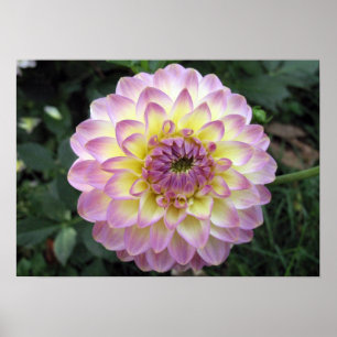 Vivid Lavender Creme Dahlia Poster