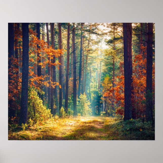 Vivid Morning In Colourful Forest With Sun Rays Poster (Front)