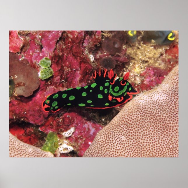 Vivid Nudi Poster (Front)