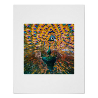 Vivid Peacock Water Reflection Poster