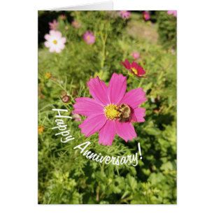 Vivid Pink Cosmos Flower Anniversary Card