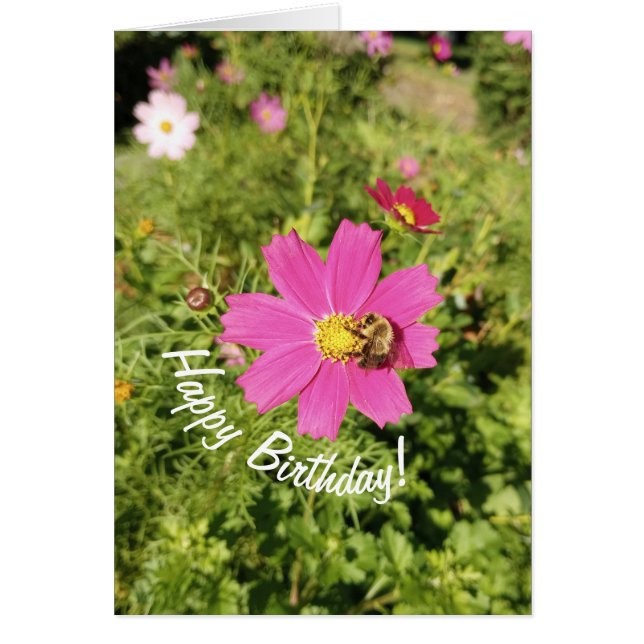 Vivid Pink Cosmos Flower Birthday Card (Front)