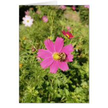 Vivid Pink Cosmos Flower Blank Card
