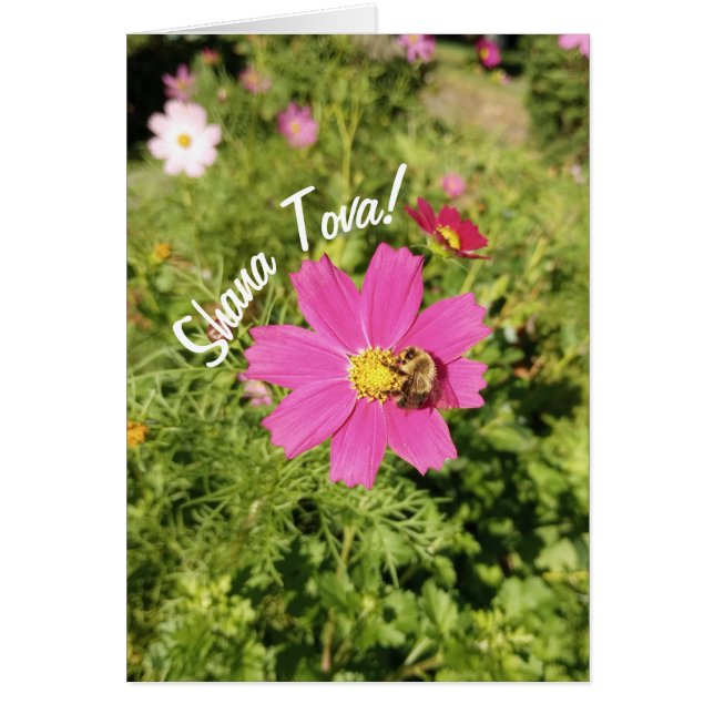 Vivid Pink Cosmos Flower Rosh Hashanah Card (Front)