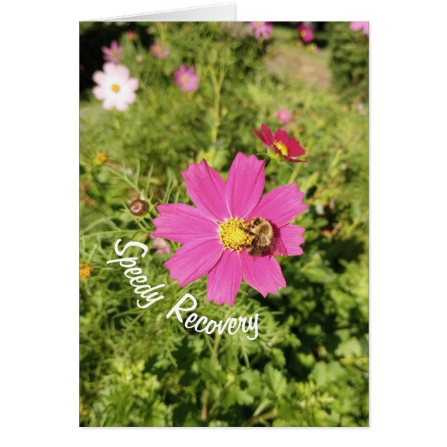Vivid Pink Cosmos Flower Speedy Recovery Card (Front)