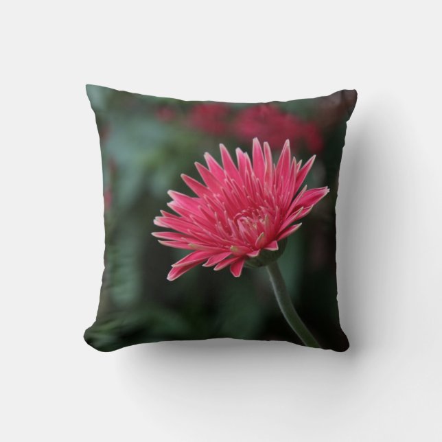 Vivid Pink Gerbera Daisy on Green Background Cushion (Front)