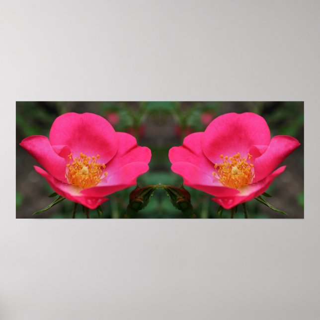 Vivid Pink Roses Mirror Abstract Poster (Front)