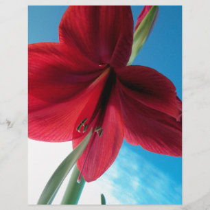 Vivid red Amaryllis Flower