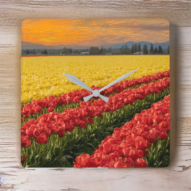 Vivid Red and Gold Tulips in Skagit County Accent Square Wall Clock (Creator Uploaded)