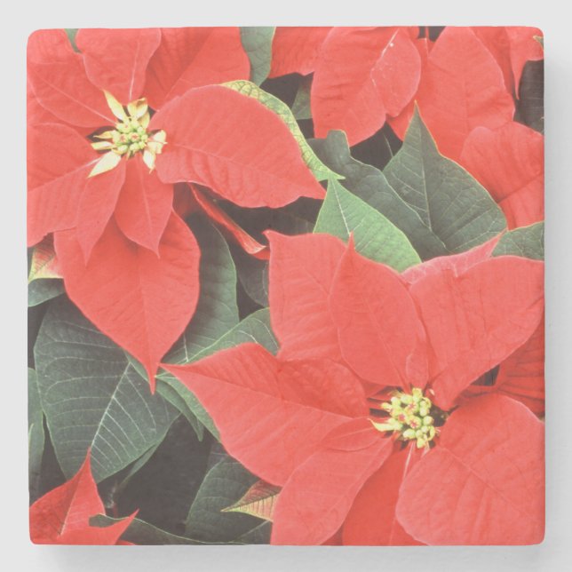 Vivid Red Christmas Poinsettias Stone Coaster (Front)