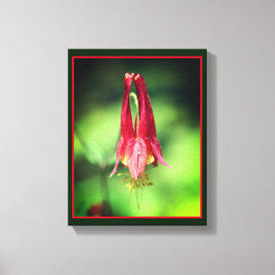 Vivid Red Wild Columbine Flower Canvas Print