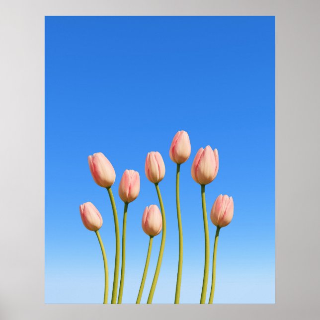 Vivid Tulips Beneath a Clear Blue Sky Poster (Front)